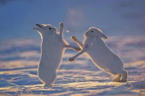 Two Arctic hares (Lepus arcticus) fighting, Northeast Greenland National Park, Greenland Two Arctic hares (Lepus arcticus) fighting, Northeast Greenland National Park, Greenland