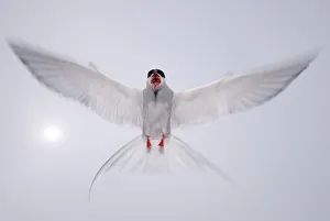 Arctic tern (Sterna paradisaea) in flight, vocalising, aggresive behaviour, Farne Islands Arctic tern (Sterna paradisaea) in flight, vocalising, aggresive behaviour, Farne Islands