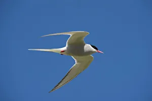 Arctic tern (Sterna paradisaea) in flight, Inner Farne, Farne Islands, Northumberland Arctic tern (Sterna paradisaea) in flight, Inner Farne, Farne Islands, Northumberland