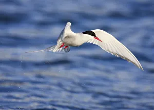 Arctic tern (Sterna paradisaea) in flight over water, Spitsbergen, Svalbard, Norway Arctic tern (Sterna paradisaea) in flight over water, Spitsbergen, Svalbard, Norway