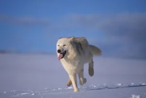 Arctic wolf running in snow {Canis lupus arctos} captive USA Arctic wolf running in snow {Canis lupus arctos} captive USA