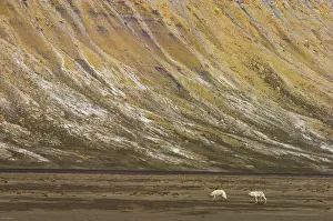 Two Arctic wolves (Canis lupus) in tundra landscape, Ellesmere Island, Nunavut, Canada Two Arctic wolves (Canis lupus) in tundra landscape, Ellesmere Island, Nunavut, Canada