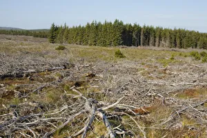 Area of felled non-native plantation as part of habitat management to restore bog peatland Area of felled non-native plantation as part of habitat management to restore bog peatland