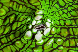 Artichoke coral (Scolymia cubensis), close-up of mouth. Gardens of the Queen National Artichoke coral (Scolymia cubensis), close-up of mouth. Gardens of the Queen National