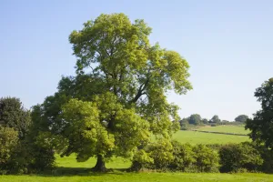 Ash Tree (Fraxinus excelsior) growing in a field. Peak DIstrict National Park, Derbyshire, UK Ash Tree (Fraxinus excelsior) growing in a field. Peak DIstrict National Park, Derbyshire, UK