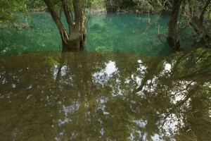 Ash tree (probably Fraxinus angustifolia) reflected in flood water in a forest along Ash tree (probably Fraxinus angustifolia) reflected in flood water in a forest along