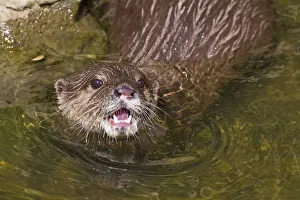 Asian / Oriental short-clawed otter (Aonyx cinerea) looking out of water with mouth open Asian / Oriental short-clawed otter (Aonyx cinerea) looking out of water with mouth open