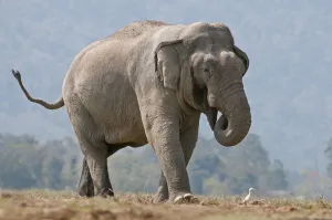 Asiatic Elephant (Elephas maximus) walking with its trunk in its mouth. Kaziranga National Park Asiatic Elephant (Elephas maximus) walking with its trunk in its mouth. Kaziranga National Park