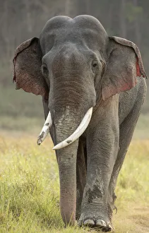 Asiatic elephant (Elephas maximus), portrait of male in musth walking across grassland Asiatic elephant (Elephas maximus), portrait of male in musth walking across grassland