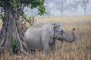 Asiatic / Indian Elephant (Elephas maximus) beside tree, Kaziranga NP, Assam, India Asiatic / Indian Elephant (Elephas maximus) beside tree, Kaziranga NP, Assam, India