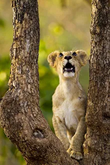 Asiatic lion cub (Panthera leo persica) looking up into tree, possibly at a bird Asiatic lion cub (Panthera leo persica) looking up into tree, possibly at a bird