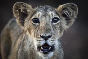 Asiatic lion (Panthera leo persica) cub, Gir Forest National Park, Gujarat, India. May Asiatic lion (Panthera leo persica) cub, Gir Forest National Park, Gujarat, India. May