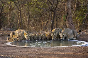 Asiatic lionesses and cubs (Panthera leo persica) drinking from pool, Gir Forest NP, Gujarat, India Asiatic lionesses and cubs (Panthera leo persica) drinking from pool, Gir Forest NP, Gujarat, India