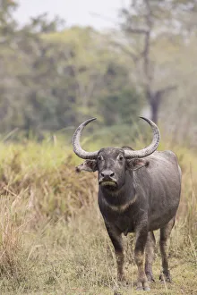 Asiatic wild buffalo (Bubalus arnee) portrait of female. Kaziranga National Park, India Asiatic wild buffalo (Bubalus arnee) portrait of female. Kaziranga National Park, India