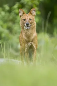 Asiatic wild dog / Dhole (Cuon alpinus) at a coffee plantation, Mudumalai National Park Asiatic wild dog / Dhole (Cuon alpinus) at a coffee plantation, Mudumalai National Park
