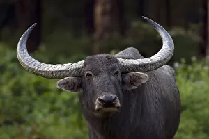 Asiatic Wild Water Buffalo (Bubalus arnee), Royal Manas National Park, Bhutan Asiatic Wild Water Buffalo (Bubalus arnee), Royal Manas National Park, Bhutan
