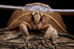 Assam silkmoth (Antheraea assamensis) male, close up showing feather-like antennae Assam silkmoth (Antheraea assamensis) male, close up showing feather-like antennae