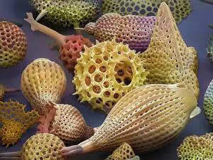 Scanning Electron Micrograph Prints: Assorted radiolaria, false-coloured scanning electron micrograph