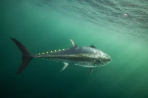 Atlantic bluefin tuna (Thunnus thynnus) off Antigonish, Nova Scotia, Canada. October Atlantic bluefin tuna (Thunnus thynnus) off Antigonish, Nova Scotia, Canada. October