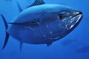 Atlantic bluefin tuna (Thunnus thynnus) portrait, captive, Malta, Mediteranean, May Atlantic bluefin tuna (Thunnus thynnus) portrait, captive, Malta, Mediteranean, May