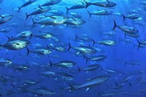 Atlantic bluefin tuna (Thunnus thynnus) within tuna farm, containing around 1000 per net Atlantic bluefin tuna (Thunnus thynnus) within tuna farm, containing around 1000 per net