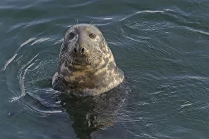Atlantic grey seal (Halichoerus grypus) in Lerwick harbour, Shetland Islands, Scotland Atlantic grey seal (Halichoerus grypus) in Lerwick harbour, Shetland Islands, Scotland