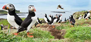 Atlantic puffin (Fratercula arctica) gathering around burrows on cliff top, Isle of Lunga Atlantic puffin (Fratercula arctica) gathering around burrows on cliff top, Isle of Lunga