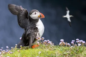 Atlantic puffin (Fratercula arctica) in breeding plumage flapping wings on sea cliff top Atlantic puffin (Fratercula arctica) in breeding plumage flapping wings on sea cliff top