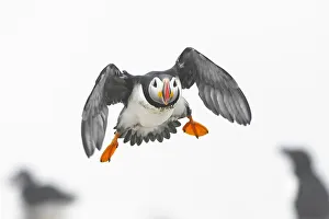 Atlantic puffin (Fratercula arctica) in flight, Machias Seal Island off the coast of Maine Atlantic puffin (Fratercula arctica) in flight, Machias Seal Island off the coast of Maine