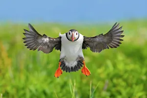 Atlantic puffin (Fratercula arctica) landing, wings outstretched. Machias Seal Island Atlantic puffin (Fratercula arctica) landing, wings outstretched. Machias Seal Island