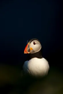 Atlantic Puffin (Fratercula arctica) resting, Sumburg Head, Shetland Isles, Scotland Atlantic Puffin (Fratercula arctica) resting, Sumburg Head, Shetland Isles, Scotland