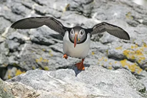 Atlantic puffin (Fratercula arctica) taking off, Machias Seal Island, Maine, USA, June Atlantic puffin (Fratercula arctica) taking off, Machias Seal Island, Maine, USA, June