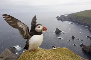 Atlantic Puffin (Fratercula artica) adult on breeding cliffs. Hermaness NNR, Shetland, UK, June Atlantic Puffin (Fratercula artica) adult on breeding cliffs. Hermaness NNR, Shetland, UK, June