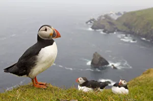 Atlantic Puffin (Fratercula artica) adults on breeding cliffs. Hermaness NNR, Shetland Atlantic Puffin (Fratercula artica) adults on breeding cliffs. Hermaness NNR, Shetland