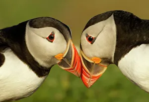 Atlantic Puffins (Fratercula arctica) pair bill rubbing, part of ritual courtship Atlantic Puffins (Fratercula arctica) pair bill rubbing, part of ritual courtship
