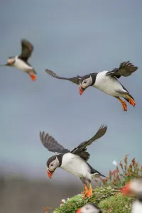 Atlantic Puffins (Fratercula arctica) flying near cliff top, Isle of Lunga, Isle of Mull Atlantic Puffins (Fratercula arctica) flying near cliff top, Isle of Lunga, Isle of Mull