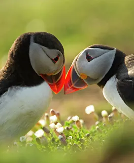Atlantic Puffins (Fratercula arctica) bill rubbing, Skomer Island, Wales, UK, April Atlantic Puffins (Fratercula arctica) bill rubbing, Skomer Island, Wales, UK, April