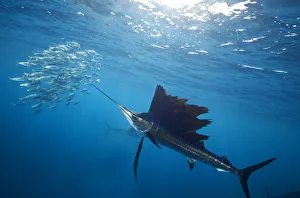 Atlantic Sailfish (Istiophorus albicans) attacking school of sardine (Sardinella aurita) bait ball Atlantic Sailfish (Istiophorus albicans) attacking school of sardine (Sardinella aurita) bait ball