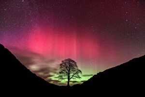 Trending Pictures: Aurora Borealis over Sycamore Gap, Hadrians Wall, Northumberland, England