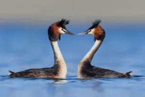 Australasian crested grebe pair (Podiceps cristatus australis) in courtship display Australasian crested grebe pair (Podiceps cristatus australis) in courtship display