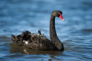 Australian Black Swan (Cygnus atratus) Bay of Shoals, Kingscote, Kangaroo Island Australian Black Swan (Cygnus atratus) Bay of Shoals, Kingscote, Kangaroo Island