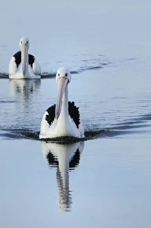 Australian pelicans (Pelecanus conspicillatus) on the water, Kangaroo Island Australian pelicans (Pelecanus conspicillatus) on the water, Kangaroo Island