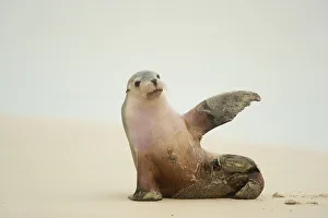 Australian Sea Lion (Neophoca cinerea) sitting on beach with one flipper up, Seal Australian Sea Lion (Neophoca cinerea) sitting on beach with one flipper up, Seal