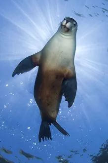 An Australian Sea Lion (Neophoca cinerea) bathing in the sun at the surface An Australian Sea Lion (Neophoca cinerea) bathing in the sun at the surface