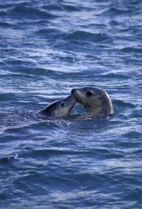 Australian sealion with young at sea surface {Neophoca cinerea} Australia Australian sealion with young at sea surface {Neophoca cinerea} Australia