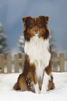 Australian Shepherd, red-tri coated, portrait sitting in snow, with picket fence behind Australian Shepherd, red-tri coated, portrait sitting in snow, with picket fence behind