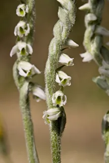 Autumn ladies tresses (Spiranthes spiralis) Sark, British Channel Islands, August Autumn ladies tresses (Spiranthes spiralis) Sark, British Channel Islands, August