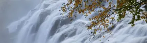 Autumn leaves on branch overhanging waterfall, Bond Falls, Upper Peninsula, Michigan, USA Autumn leaves on branch overhanging waterfall, Bond Falls, Upper Peninsula, Michigan, USA