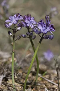 Autumn squill (Scilla autumnalis) Sark, British Channel Islands, August Autumn squill (Scilla autumnalis) Sark, British Channel Islands, August