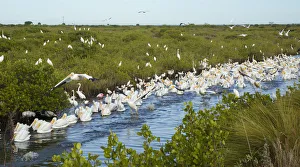 Avian feeding frenzy with a flock of White Pelicans (Pelecanus erythrorhynchos) swimming Avian feeding frenzy with a flock of White Pelicans (Pelecanus erythrorhynchos) swimming
